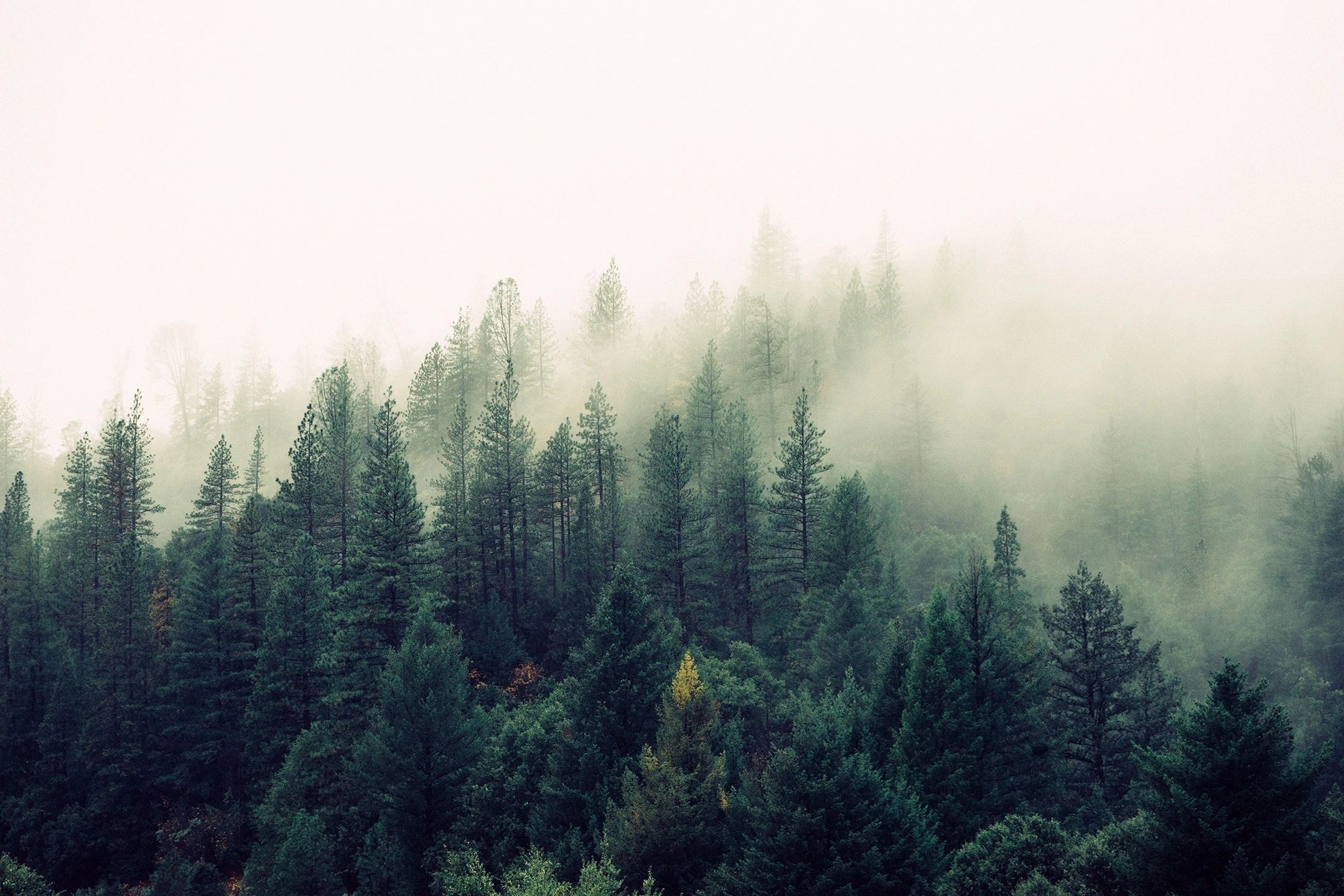 Misty conifer forest shrouded in fog